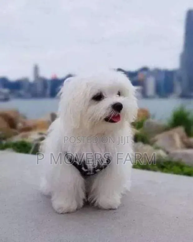 1-3 months Male Purebred Poodle · Photo 1
