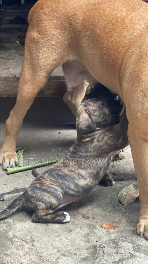 3-6 months Female Mixed Breed Boerboel · Photo 1