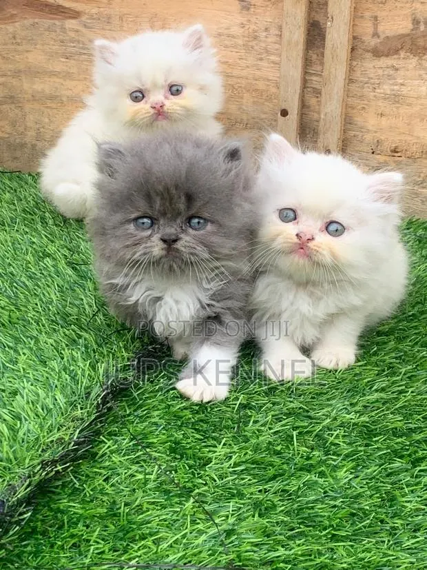1-3 months Female Purebred Persian · Photo 1