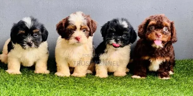 1-3 months Female Purebred Poodle · Photo 1