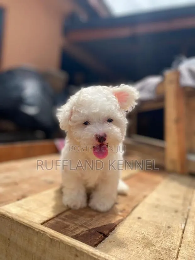 1-3 months Female Purebred Poodle · Photo 1