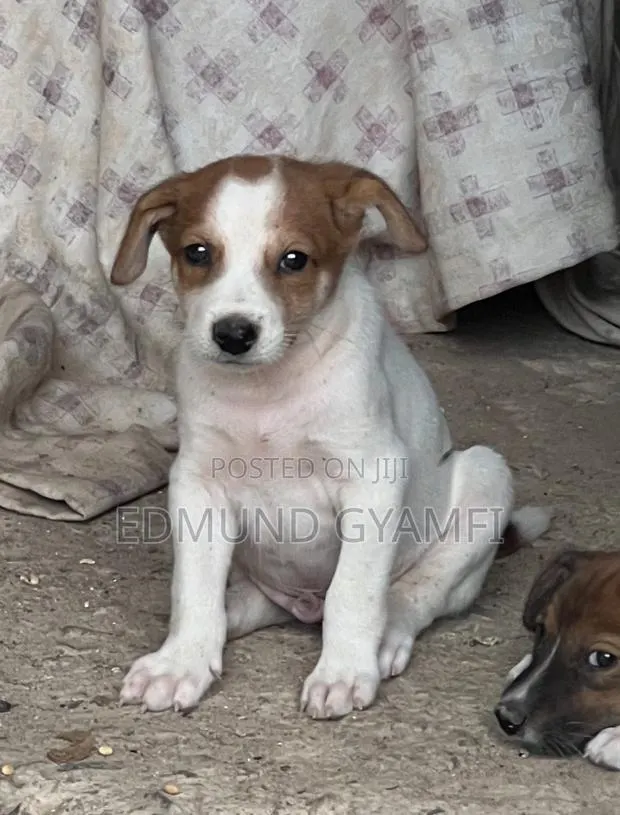 1-3 months Male Purebred Mongrel (No Breed) · Photo 1