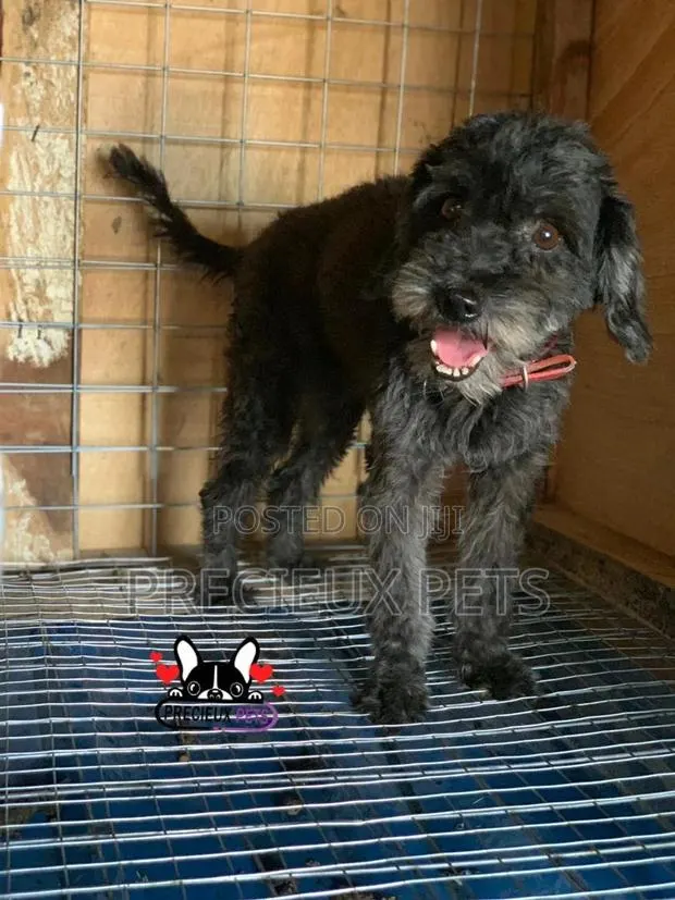 1+ Year Female Purebred Poodle · Photo 1