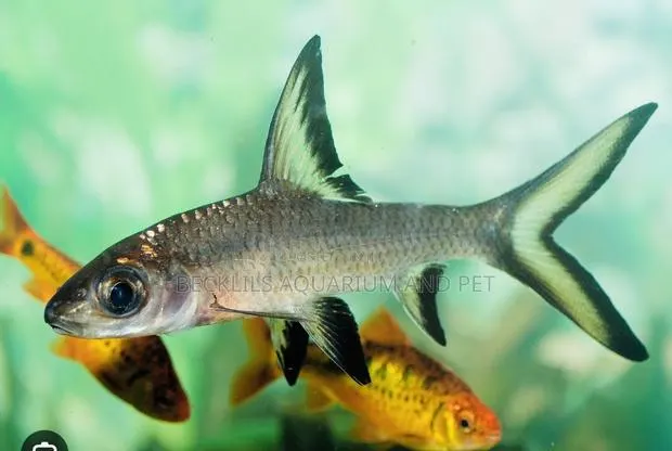 Aquarium Silver Shark · Photo 3