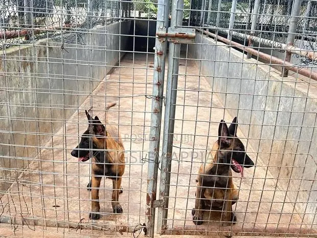 1-3 months Male Purebred Belgian Malinois · Photo 1