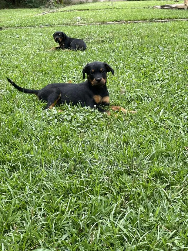 3-6 months Female Purebred Rottweiler · Photo 1