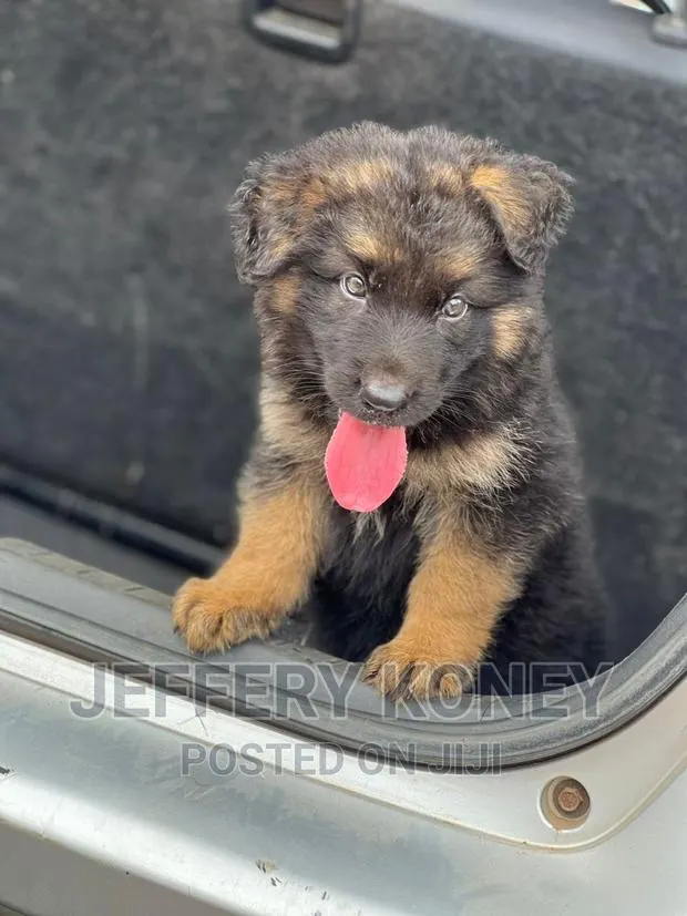 1-3 months Female Purebred German Shepherd · Photo 1