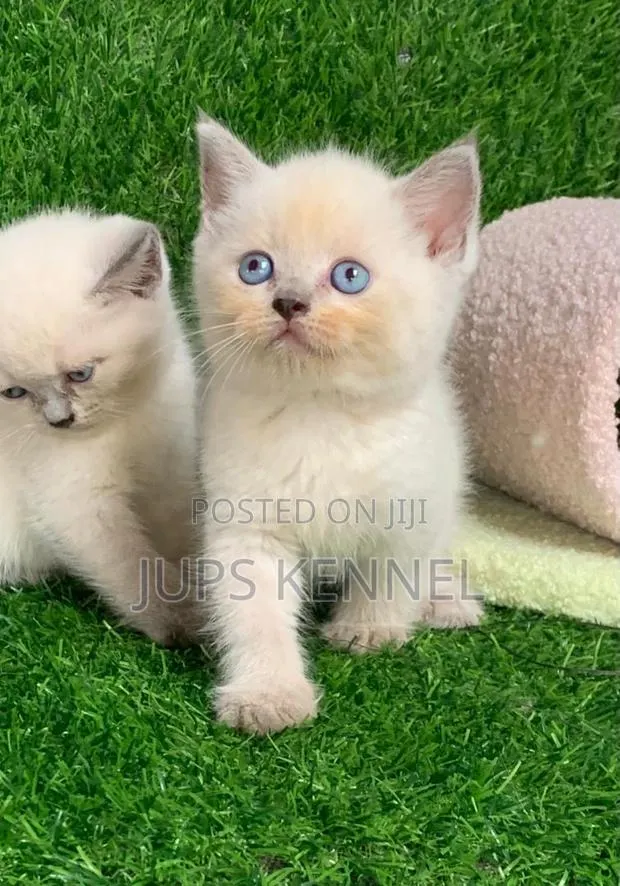 1-3 months Female Purebred British Shorthair · Photo 1