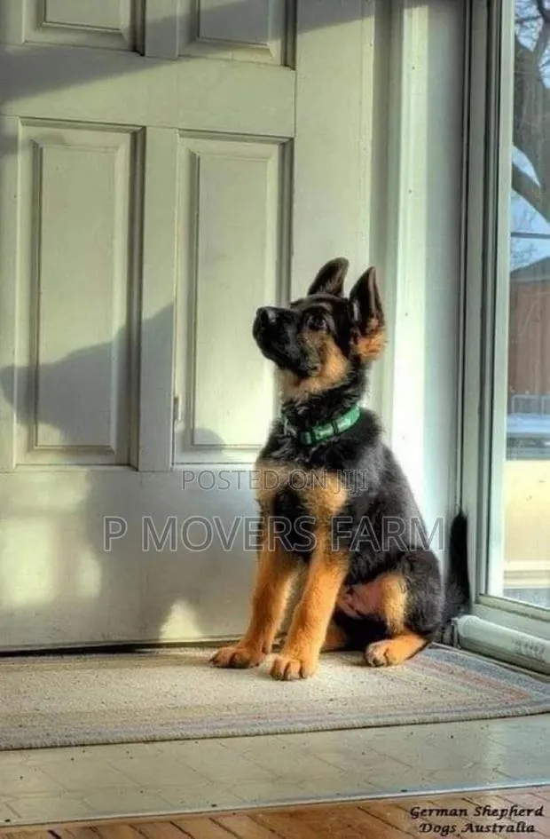 1-3 months Male Purebred German Shepherd · Photo 1