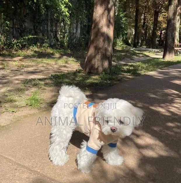 1-3 months Male Purebred Poodle · Photo 1
