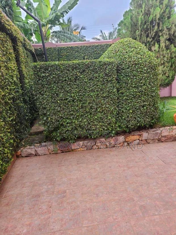 Wall Ficus for Sale · Photo 2