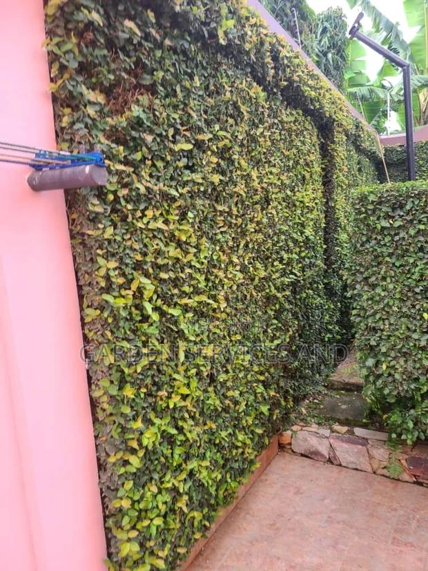 Wall Ficus for Sale · Photo 3
