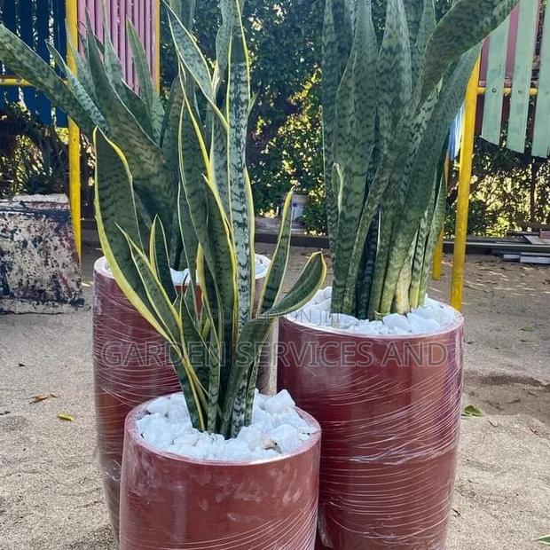 Sansevieria With Pot and Stones for Sale · Photo 1
