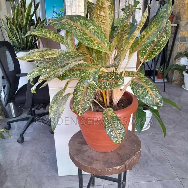 Aglaonema With Pot for Sale · Photo 2