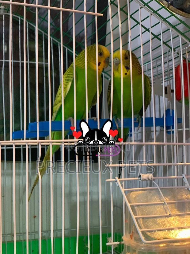 Pair of Budgies · Photo 2
