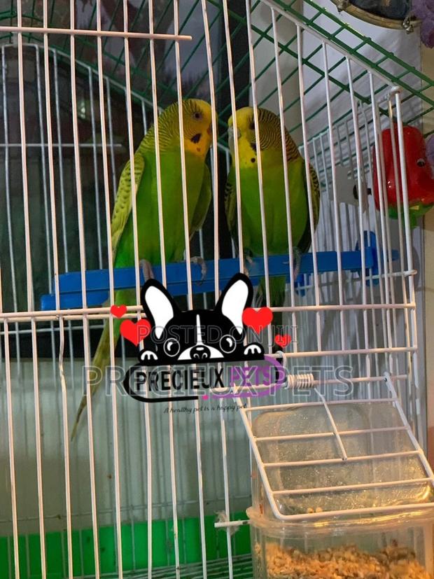 Pair of Budgies · Photo 1