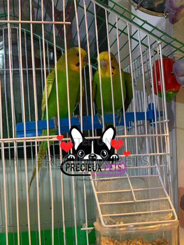 Pair of Budgies · Photo 4