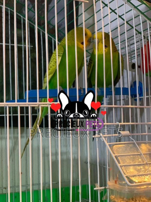 Pair of Budgies · Photo 3
