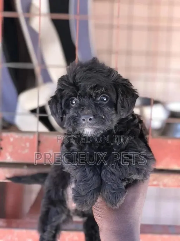 1-3 Months Female Purebred Poodle · Photo 1