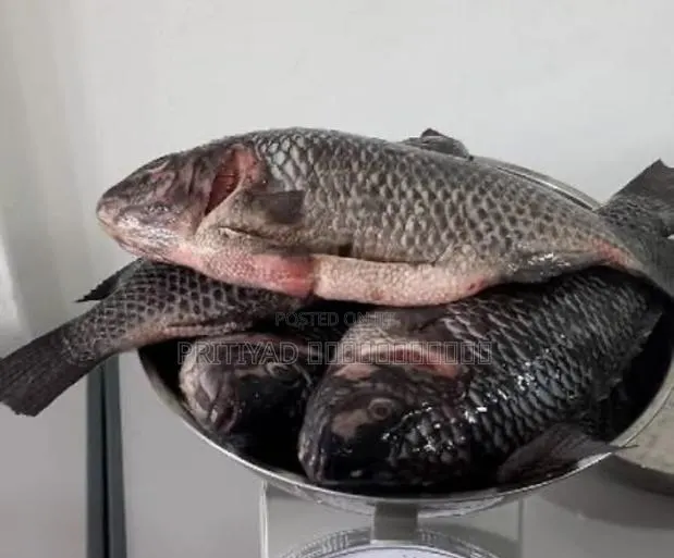 Pritiyad Fresh Tilapia · Photo 1