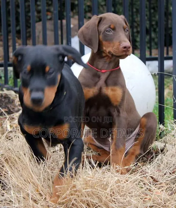 1-3 months Male Purebred Doberman Pinscher · Photo 1