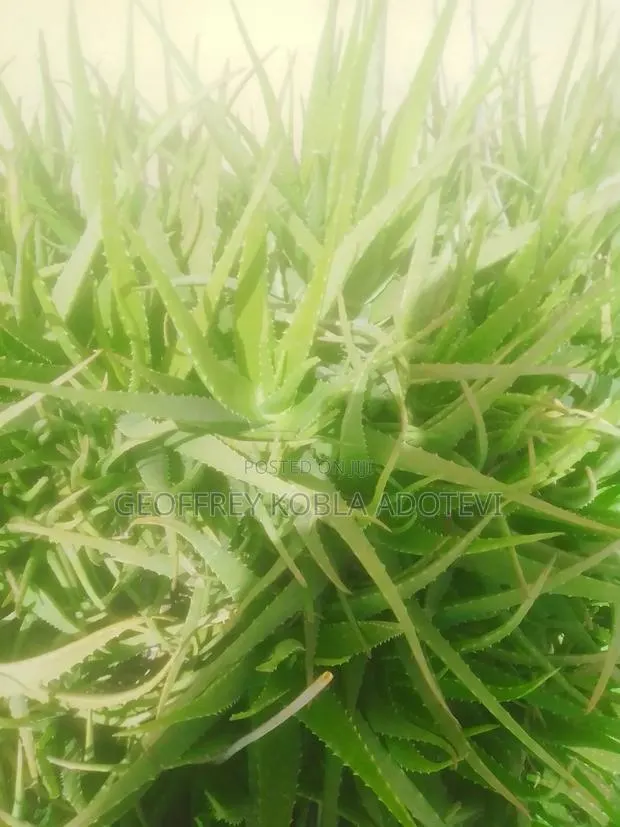 Fresh Matured Miracle Aloe Vera Plants./ Wholesale and Retail Prices · Photo 1
