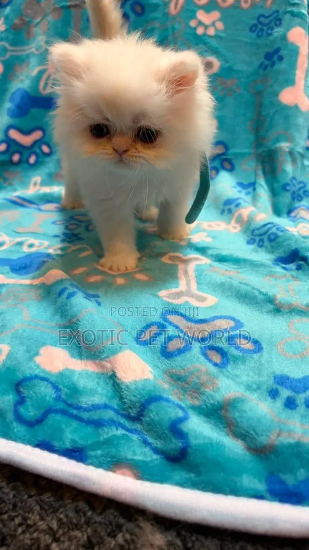 1-3 months Female Purebred Persian · Photo 1