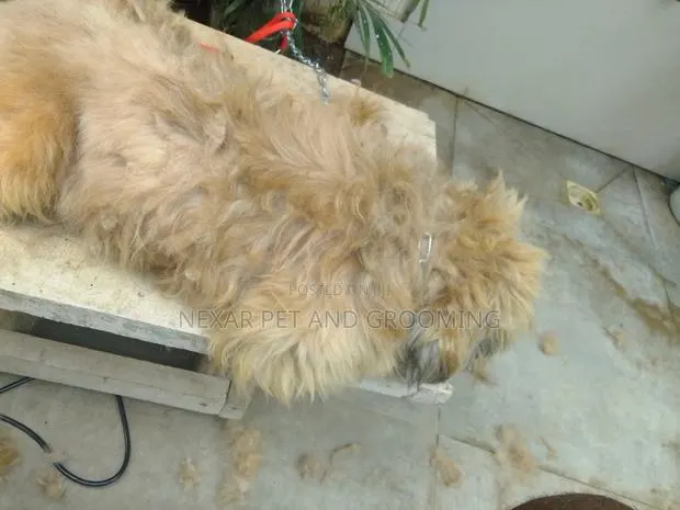 Dogs Grooming Service. Dog Grooming · Photo 2