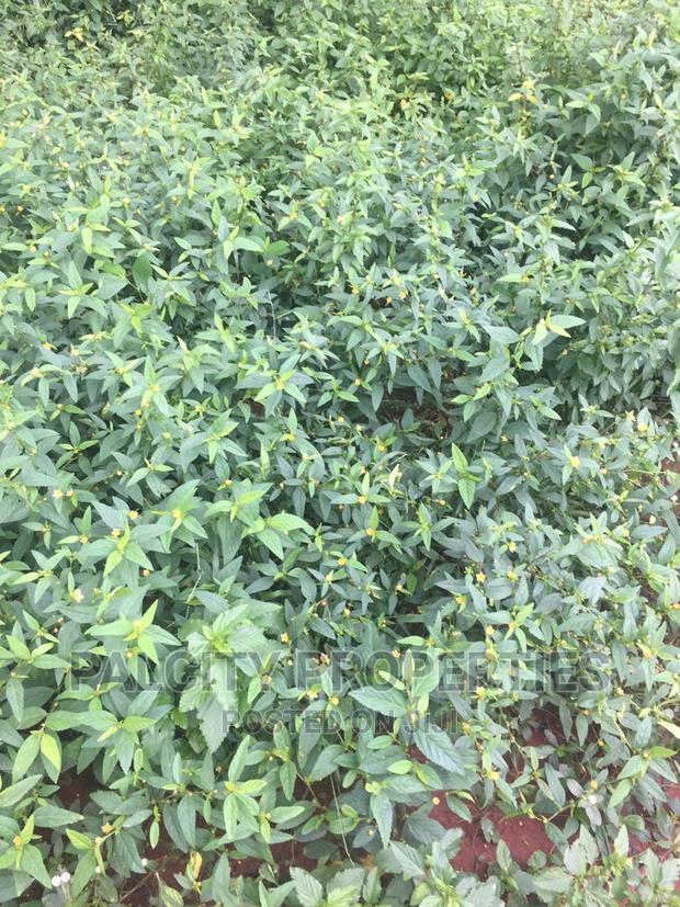 100 Acres of Farm Land for Sale at Kumawu Area · Photo 2