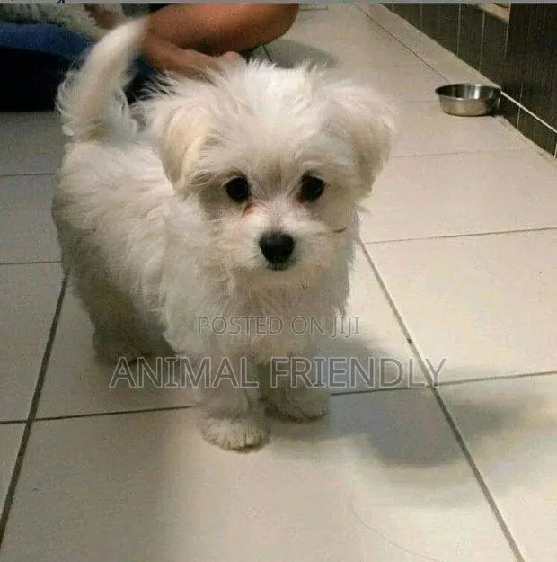 1-3 months Male Purebred Bichon Frise · Photo 1