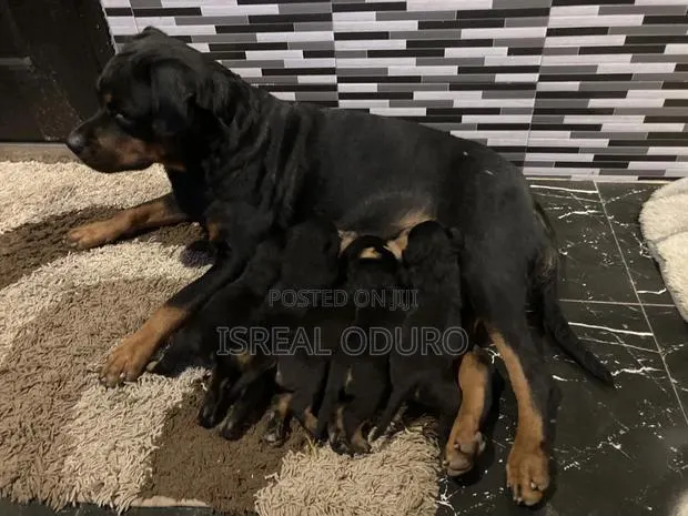 1-3 months Female Purebred Rottweiler · Photo 1