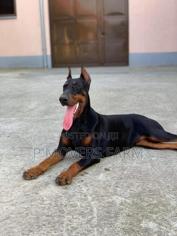 1-3 months Male Purebred Doberman Pinscher · Photo 1
