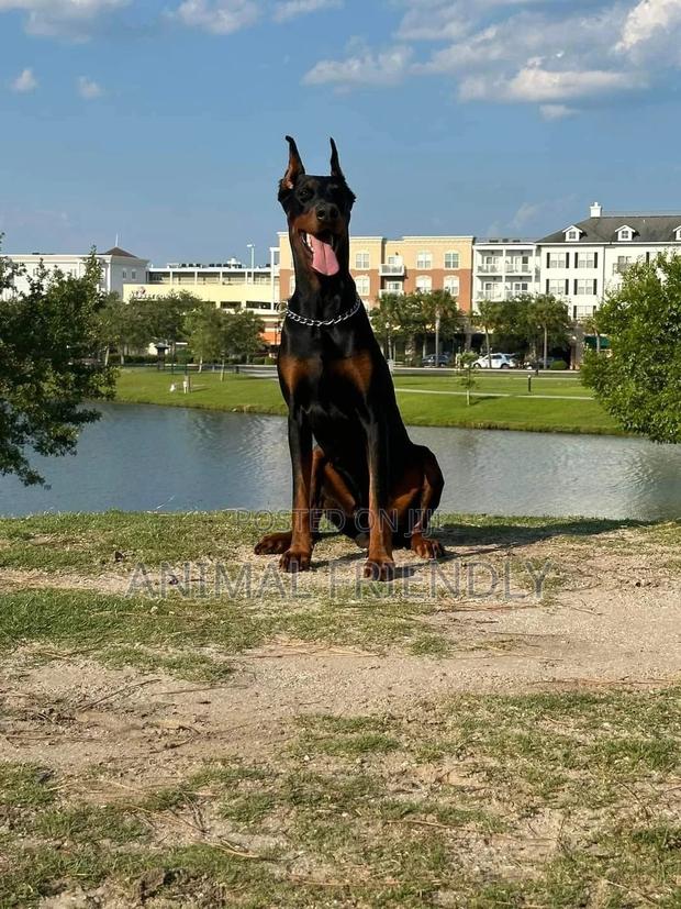 1-3 months Female Purebred Doberman Pinscher · Photo 1