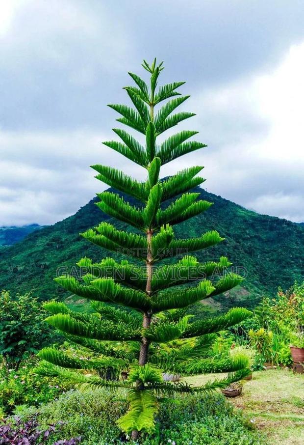 Arecaria for Sale · Photo 1