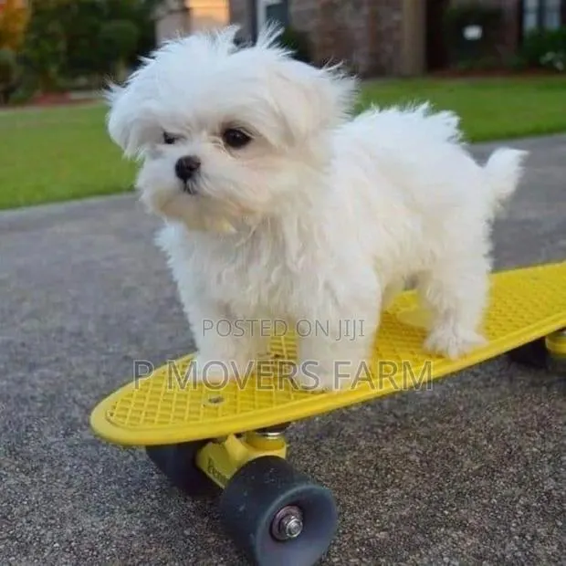 1-3 months Male Purebred Maltese · Photo 1