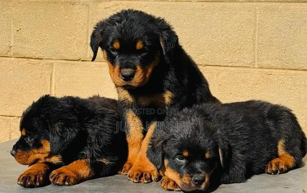 1-3 months Female Purebred Rottweiler