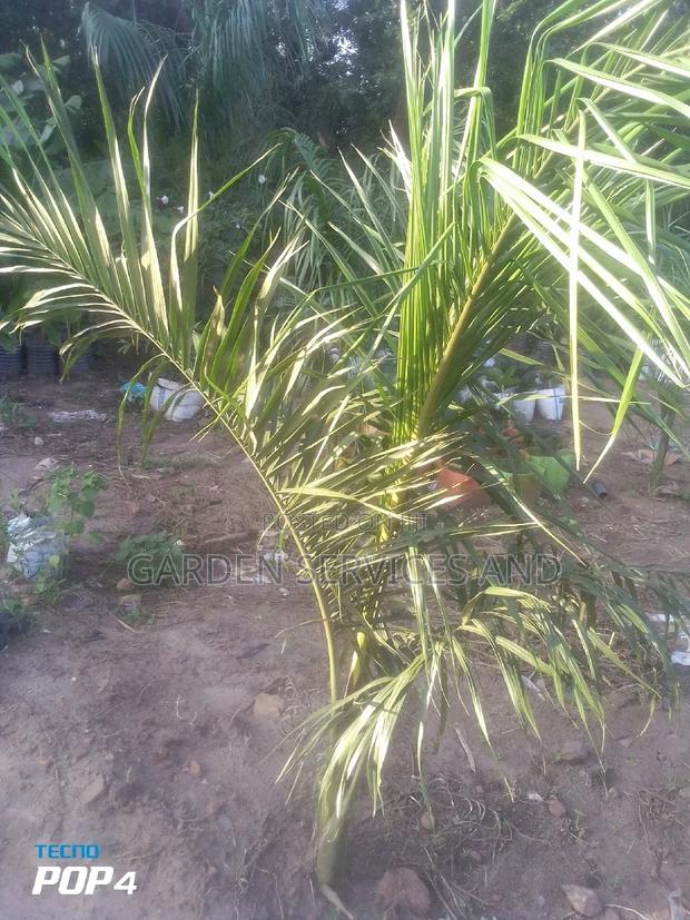 Royal Palm for Sale · Photo 1