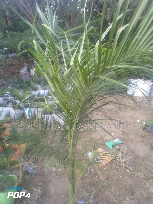 Royal Palm for Sale · Photo 2