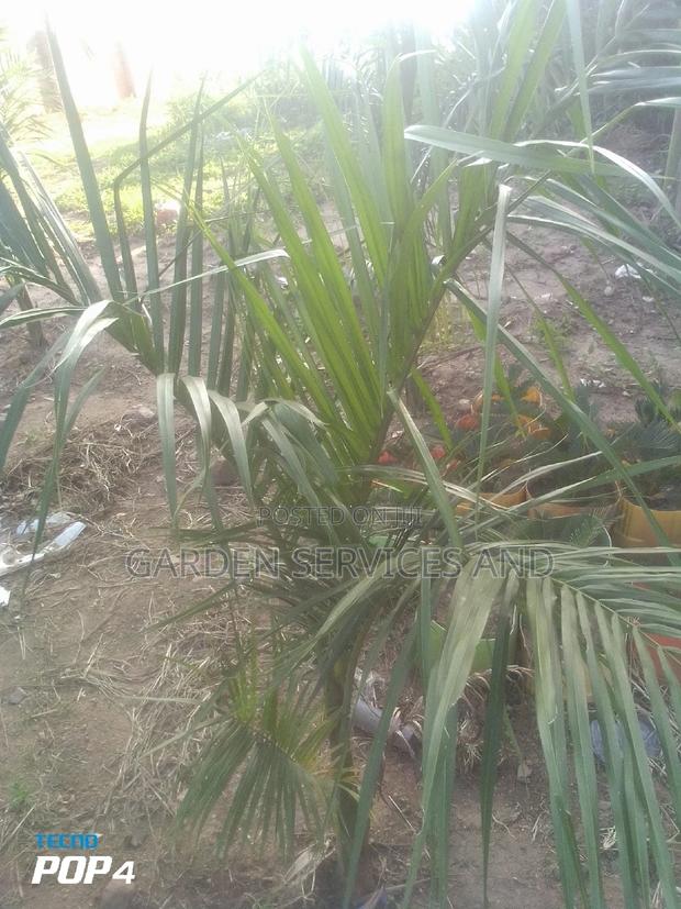 Royal Palm for Sale · Photo 3