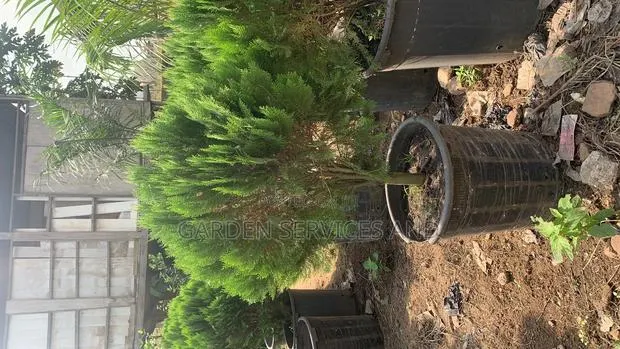 Christmas Tree for Sale · Photo 1