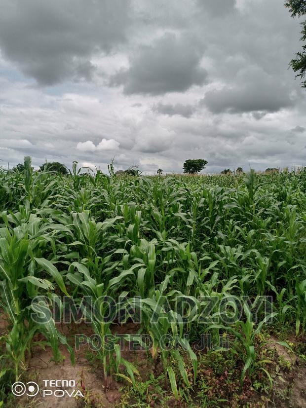 Farm Land for Sale or Login Lease · Photo 2