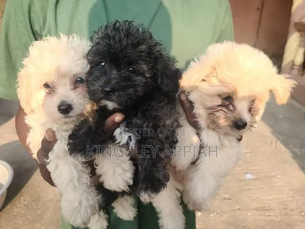 1-3 months Female Purebred Poodle · Photo 1