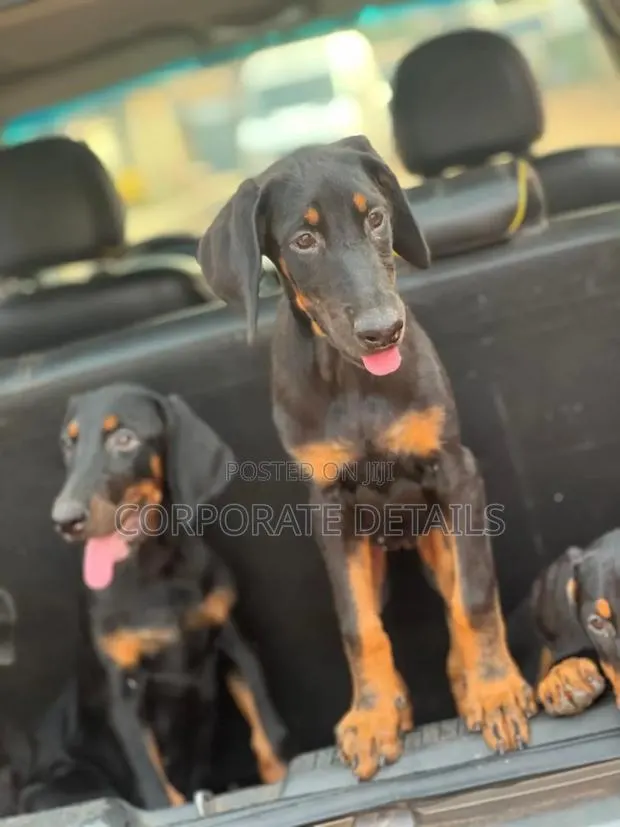 6-12 months Female Purebred Doberman Pinscher · Photo 1