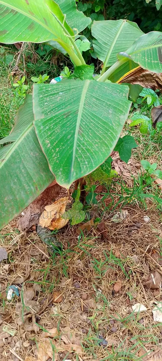 Plantain Seedlings Available for Bug Purchase · Photo 1