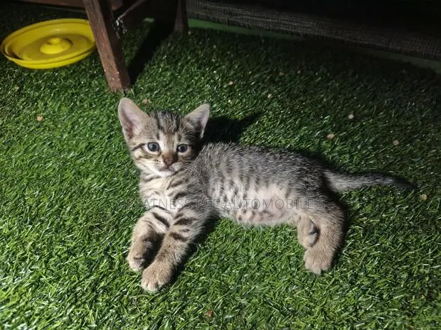 0-1 month Male Mixed Breed Tabby · Photo 1
