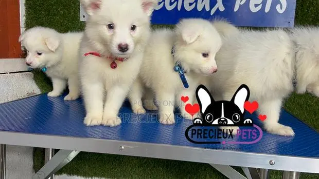 1-3 months Female Purebred American Eskimo · Photo 1