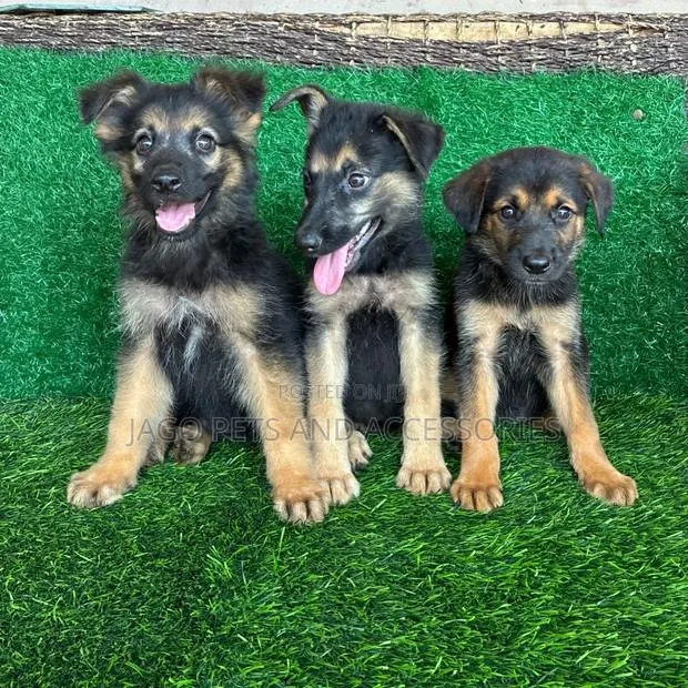 1-3 months Male Purebred German Shepherd · Photo 1