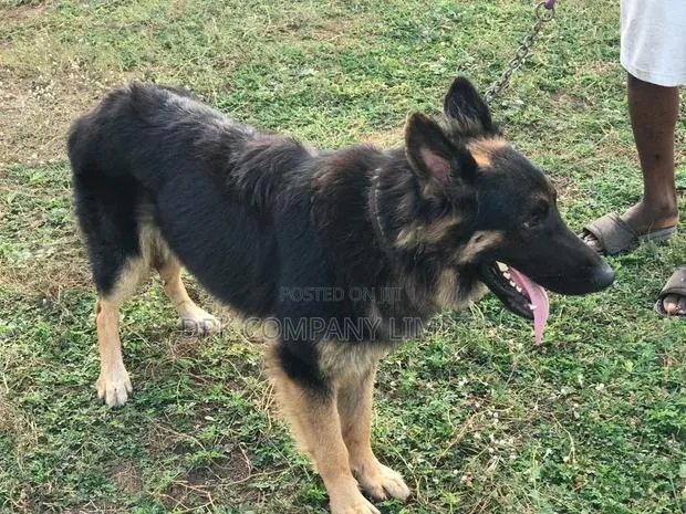 1+ year Male Purebred German Shepherd