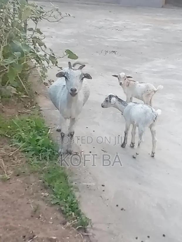 Pregnant Female Goats With Two Female Kids · Photo 1
