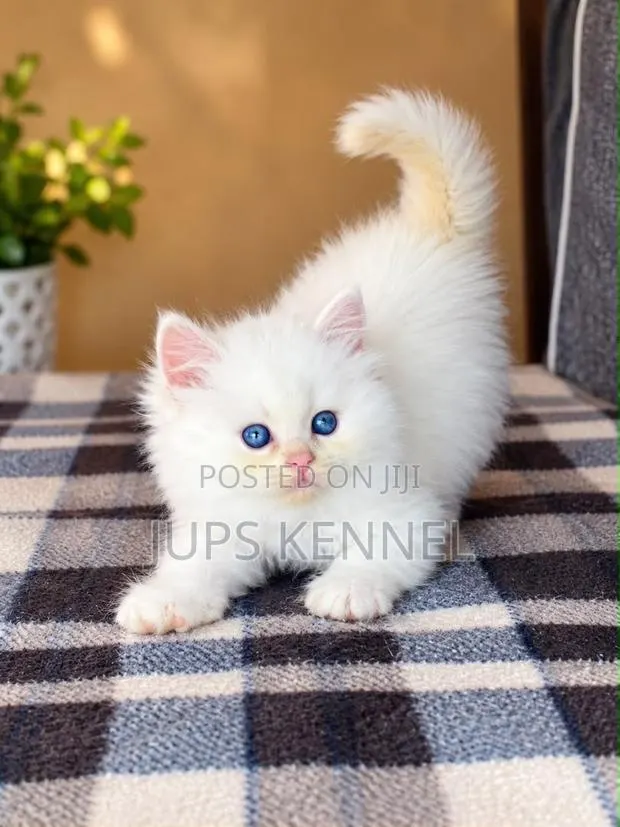 1-3 months Female Purebred Persian · Photo 1